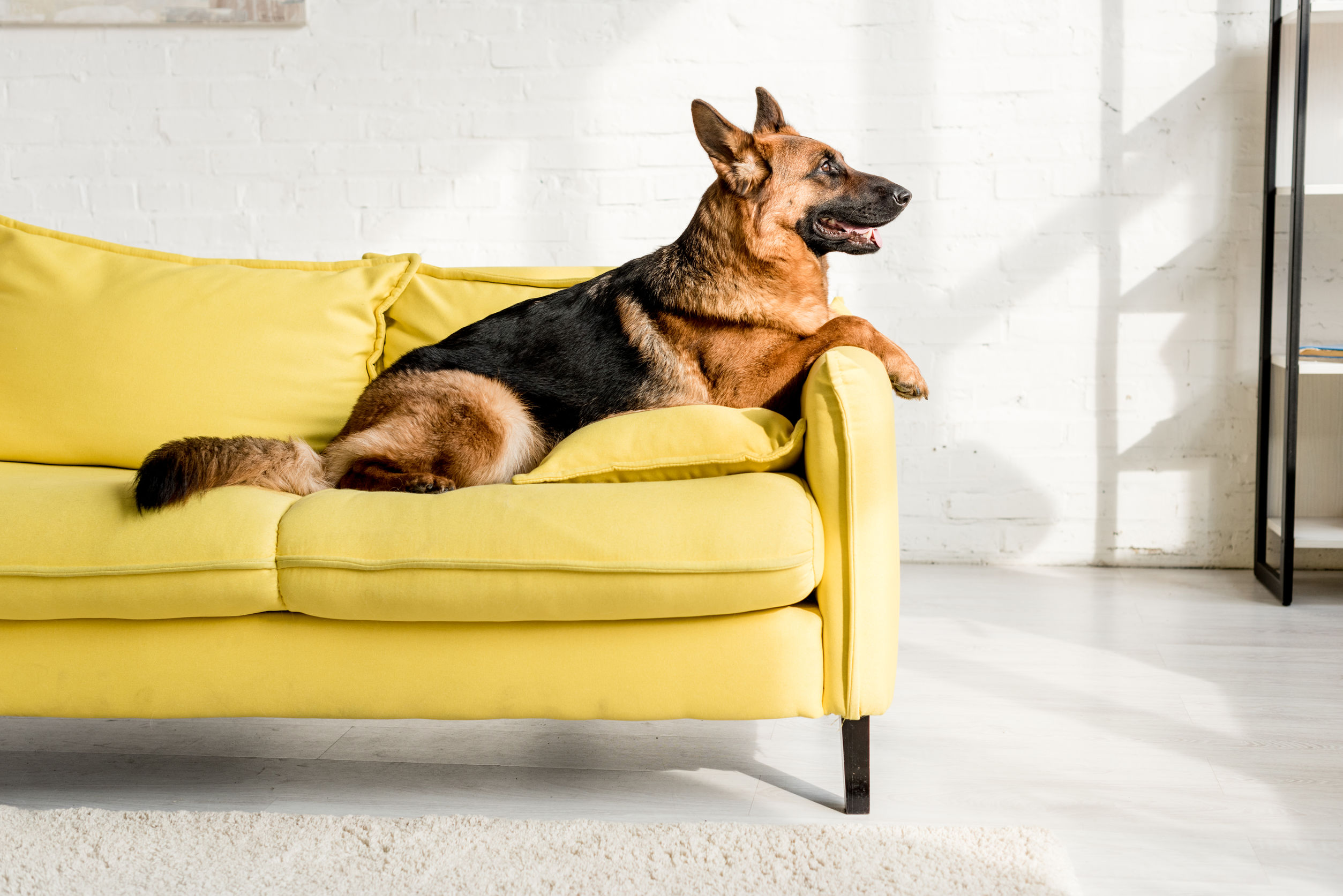 German shepherd apartment store restrictions